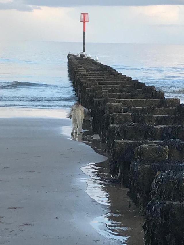 The Sun Trap @ Bridlington'S Bed & Bowl Beach Breaks Luaran gambar